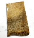 Slab Fossil Coral
